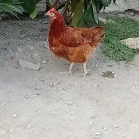 مرغ