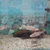 پنگوسی شکاری کوسه گوشتخوار