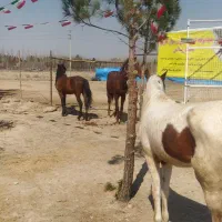 آموزش سوارکاری|اسب و تجهیزات اسب‌سواری|رباط‌کریم, رباط‌کریم|دیوار