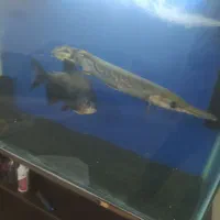 ماهی علی گیتور و پیرانا