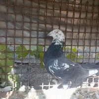 زاغ بوره نر ب شرط|پرنده|شوشتر, |دیوار