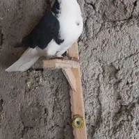 گرفتنی میزون|پرنده|نیشابور, پاستور|دیوار