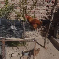 مرغ|حیوانات مزرعه|خاش, |دیوار