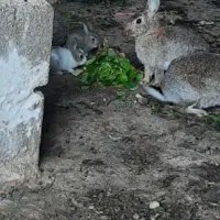 ده تا توله خرگوش  سرحال سالم