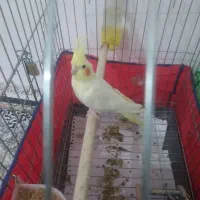 عروس هلندی گم شده