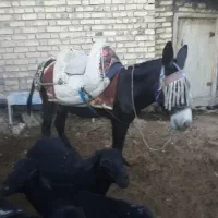 الاغ اخته درشت