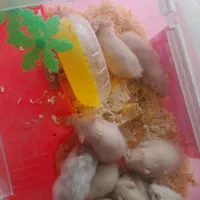 فروش توله همستر