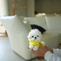 توله سگ مالتیپو