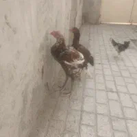مرغ خروس لاری