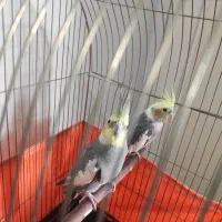 عروس هلندی نروماده