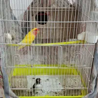 کوتوله مولد