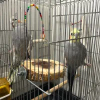 عروس هلندی|پرنده|تهران, افسریه شمالی|دیوار