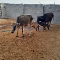 گوساله نر در حیوانات مزرعه
