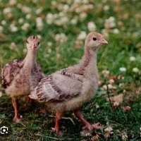 هیندیشقا جوجه سی بیر آیلیخ