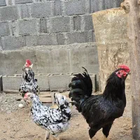 مرغ خروس گلین اصیل و مرغ ایام سمانی|حیوانات مزرعه|کاکی, |دیوار