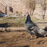 بوقلمون ماده