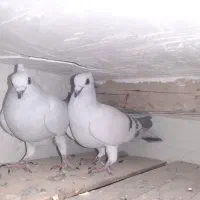 نر و ماده شامی سفید کاکل نک ریز