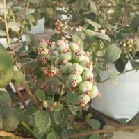 نهال بلوبری