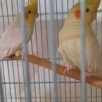 عروس هلندی|پرنده|ابریشم, |دیوار