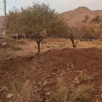 کود حیوانی گوسفندی