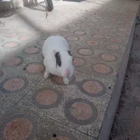 خرگوش|موش و خرگوش|خرم‌آباد, |دیوار