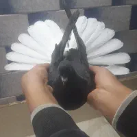 کفترکبوترجوجه زاغ دمسفید