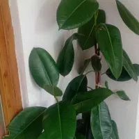 گل فیکوس|گل و گیاه طبیعی|شهرکرد, |دیوار