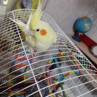 طوطی عروس هلندی مولد
