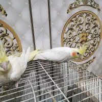 جفت عروس هلندی