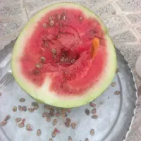 هندوانه دیمه