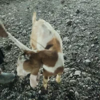 کهره فروشی قیمت 18