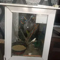 مرغ عشق و فنچ