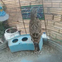 سهره خاکی و سهره قناری|پرنده|شیراز, کوشک میدان|دیوار