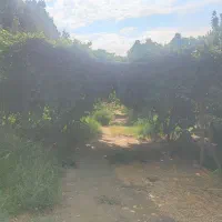 1000-متر-باغ-سند-دار-زرنان-بالا