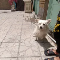 برفی