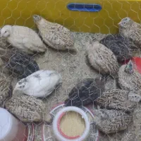 بلدرچین