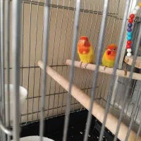 طوطی برزیلی