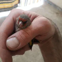 سهره کرمونی|پرنده|تهران, زرکش|دیوار