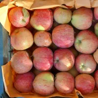 سیب قرمز وسفید درجه یک فروشی|خوردنی و آشامیدنی|تخت سلیمان, |دیوار