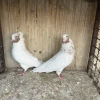 کفتر پرشی|پرنده|ری, صالحآباد شرقی|دیوار