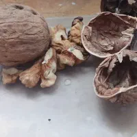 گردودرجه یک سپیدان تضمینی بدون خرابی|عمده‌فروشی|سپیدان, |دیوار