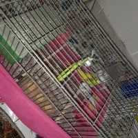 فروش ویژه مرغ عشق