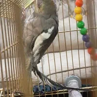 عروس هلندی