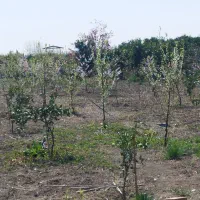 پلاک های چسبیده به بافت مسکونی