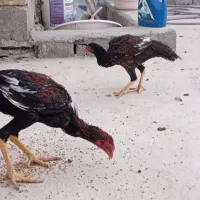 مرغ خروس جوانه