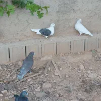پلاکی دسته اولی|پرنده|شیراز, شهرک آرین|دیوار