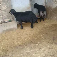 قوچ قره قزل به شرط پرش ۳ساله