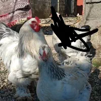 یک عدد خروس برهما و یک عدد مرغ کاکلی