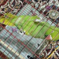 ملنگو|پرنده|شوشتر, |دیوار