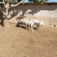 ۳راس شیشک لاکن